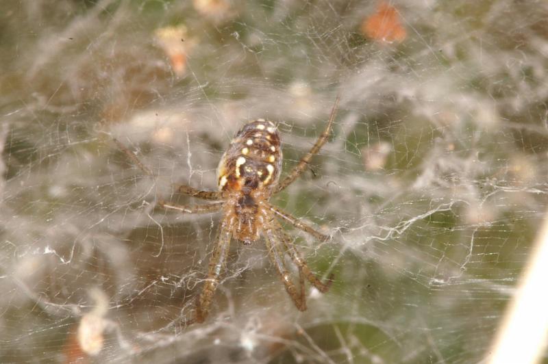 Cyrtophora_ZZXYX_D3544_O_88_Mt Florence station_Australie.jpg